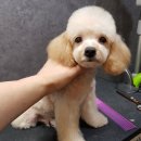 빠찌애견 이미지