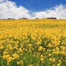 제주에 산다 이미지