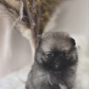 인천강아지분양 판도라독 가정분양 이미지