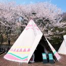 11545-03-25-47 | 와인 페어] 준비물, 셔틀버스 정보와 벚꽃 명당, 이벤트 와인과 비스타 워커힐 더 뷔페 식사권 당첨 후기