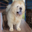 까페사랑 이미지