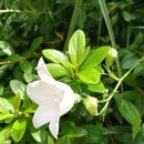 사월봄약국 이미지