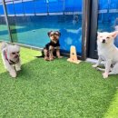 파브 퍼피 이미지