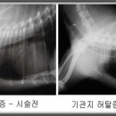 기관협착 또는 기관허탈 (Tracheal Collapse) 이미지