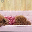 리틀애견 이미지