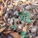 최씨농장 이미지