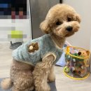 멍띠끄 | [미용 맛집 멍띠끄]토이푸들 테디베어컷 미용 후기