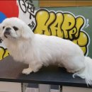 도그핏애견샵 이미지