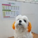 오늘도귀엽개 이미지