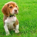 한가람동물의료센터 이미지