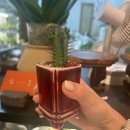 광명철산우체국 | [후기] 광명 식물가게, 우긋🌱