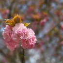 폭낭 올레집 | 제주의 꽃과 나무 사진 모음, 올레길과 오름에서 3,4월에 촬영한 것입니다.