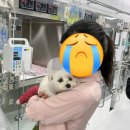 누리보조기 | 말티푸 성장판 조기 폐쇄증 진단과 수술, 워크앤런 보조기 + DB 펫보험 보장 후기