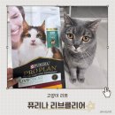 고양이 후추 | 퓨리나 리브클리어 고양이 알레르기 반응 줄여주는 필수템, 내돈내산 3년 후기