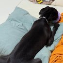 복종 | 이화원훈련사·퍼피 강아지 행동교정·이식증·복종훈련·다견가정서열정리