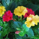 동남아파트 이미지