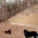 달코