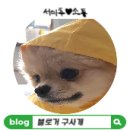 시우스쿨링 | 애견 유치원 시우스쿨링 대화점 탄밤이가 너무 좋아하는 곳