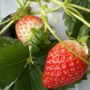 용범농장 이미지