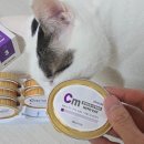 포일동물병원 | 고양이투약보조제 추천 벨릭서 벳큐어 CM:하이포