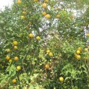 증산-011 이미지