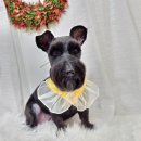 메리몰펫샵 이미지