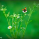 나비 이야기(포토..) 이미지