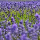 호수농장 이미지