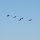 새바라기 이미지