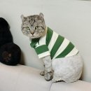 애옹이발소 이미지