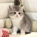 오창동물병원 | 오창고양이분양 울산에서 이동으로 만나는 책임 가정분양 도레미캣