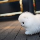 화이트 퍼피 켄넬 이미지