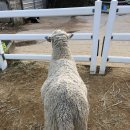 우람목장 이미지