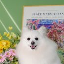 소우주 애견미용실 이미지