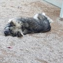도담이 이미지