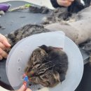 바람난고양이미용실 | 해운대 고양이 무마취 미용 집사가 믿고 맡기는 해운대 고양이미용 묘미 후기
