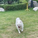 댕글하개 이미지