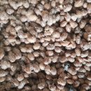 설 청국장 이미지