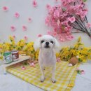 야옹아 멍멍해봐(조례호수점) | 순천 말티 미용 : 조례호수 공원 강아지 미용실 야옹아 멍멍해봐 호수점