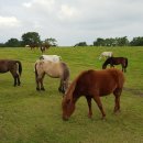 종화목장 이미지