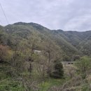 장흥 산벚나무길 | 2026.04.14. 장흥 가지산 보림사