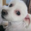 뚜뚜보떼 펫살롱 | 검단 강아지미용 잘하는 곳 추천 및 털관리 꿀팁 (가위컷, 스파, 위생미용)