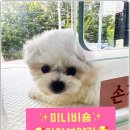 미니퍼피 이미지