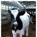 크로바농장 이미지