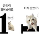 용산-456 | 셀프웨딩스냅 디어데이스냅 용산가족공원 야외스냅 후기