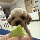 찐아❤️152 이미지