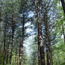 산음자연휴양림 이미지