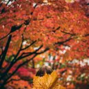 수목원피씨 | 2025 가을 단풍 명소 화담숲 예약 성공 후기