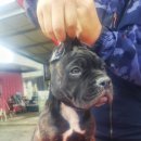 충남켄넬 이미지