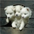 케르 네이버블로그